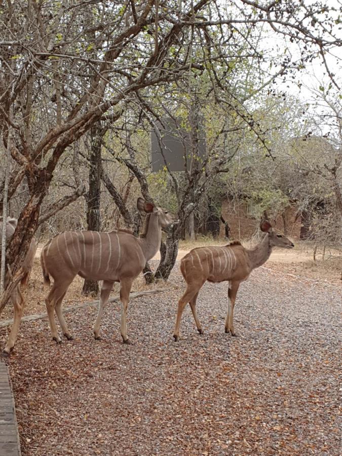 Luvivane Luxury Villa Marloth Park Εξωτερικό φωτογραφία